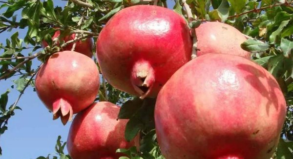 石榴产地哪里的最好