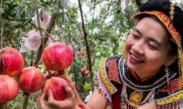 石榴产地哪里的最好