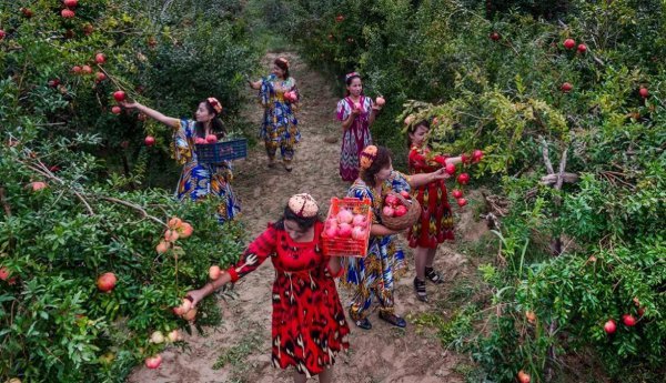 石榴产地哪里的最好