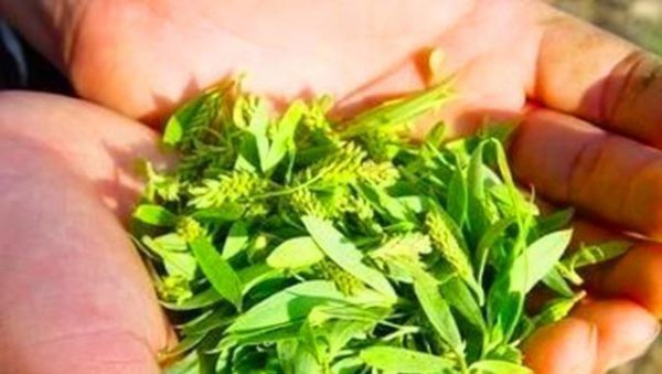 柳树上的嫩芽能吃吗