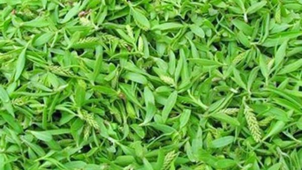 柳树上的嫩芽能吃吗