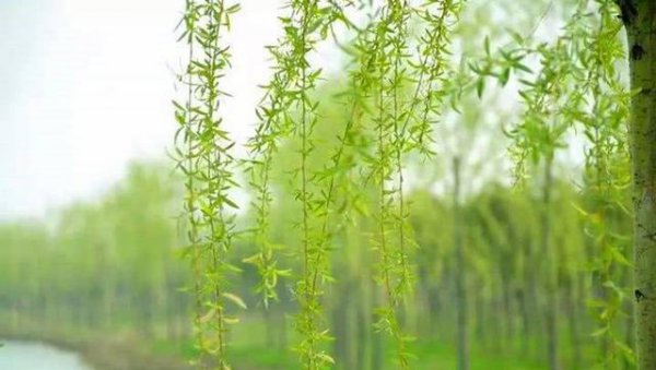 柳树上的嫩芽能吃吗