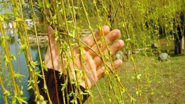 柳树上的嫩芽能吃吗