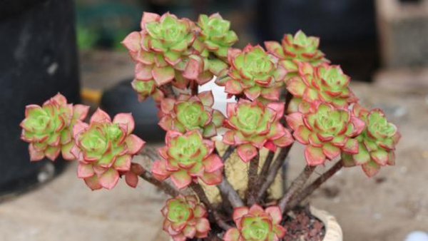 新手养多肉植物的步骤及注意事项