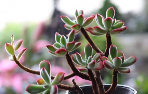 新手养多肉植物的步骤及注意事项