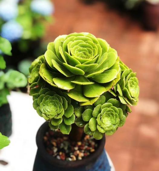 新手养多肉植物的步骤及注意事项