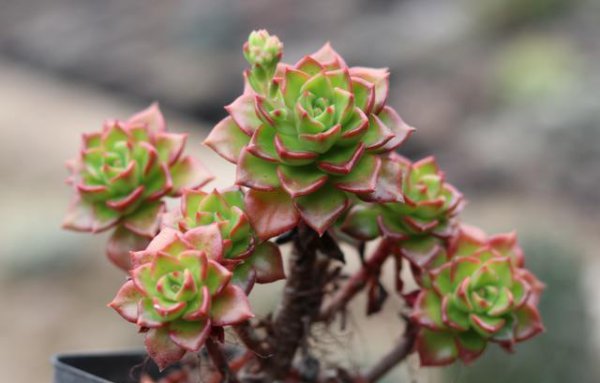 新手养多肉植物的步骤及注意事项