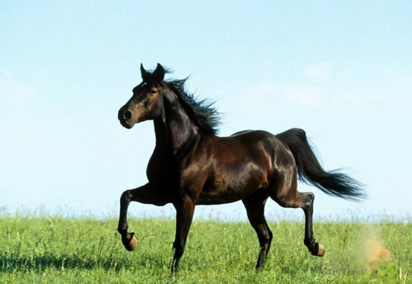 张择端创作的风俗意是什么意思