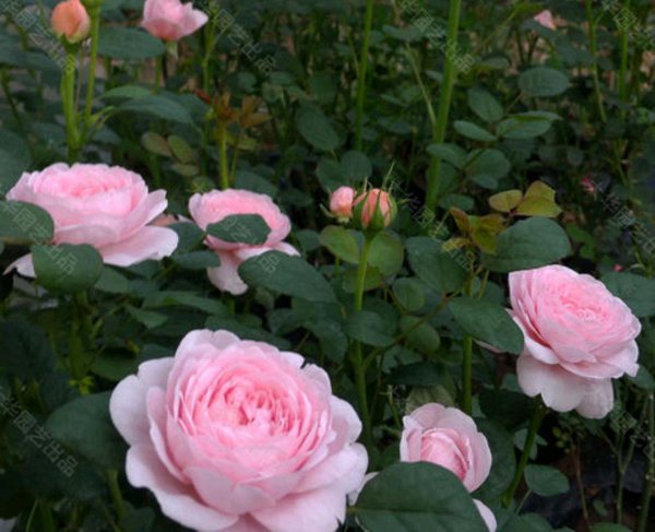 瑞典女王月季优缺点及图片