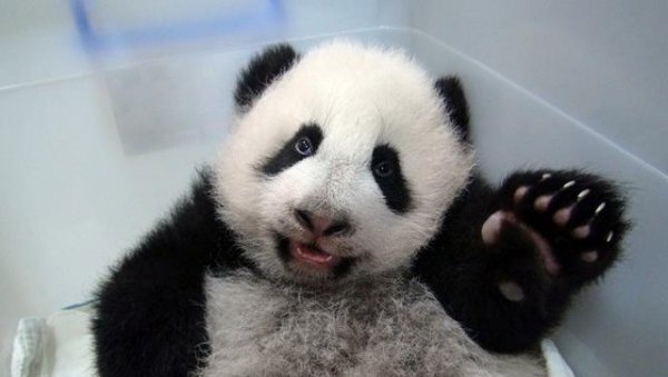 熊猫有几个指头