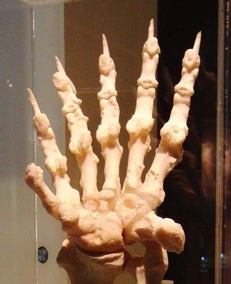 熊猫有几个指头