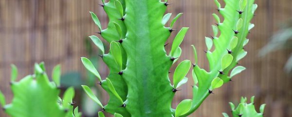 放室内什么植物旺家