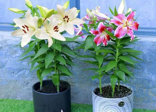 食用百合开花吗