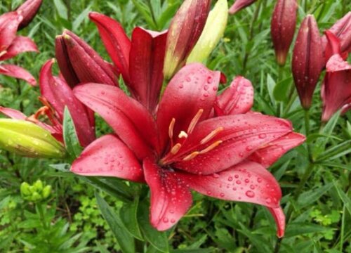 食用百合开花吗