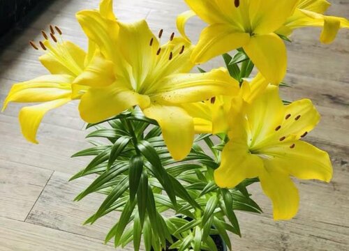 食用百合开花吗