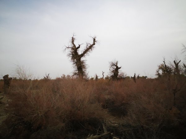 胡杨林主要分布在哪里