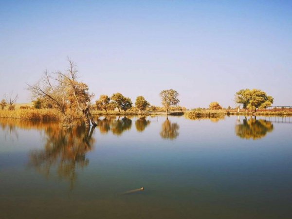 胡杨林主要分布在哪里