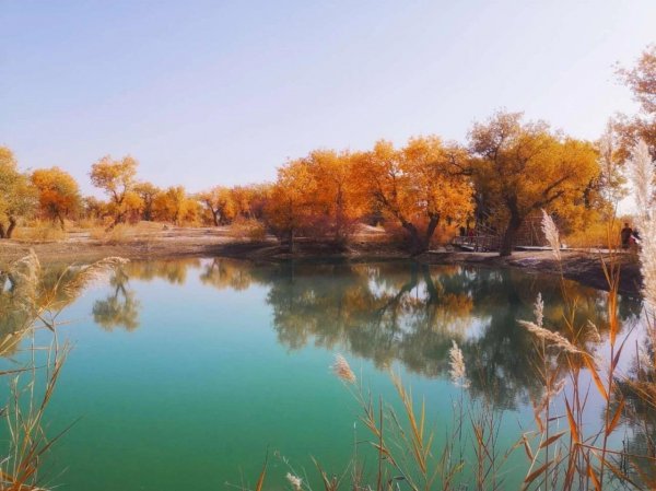 胡杨林主要分布在哪里