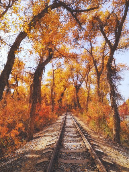 胡杨林主要分布在哪里