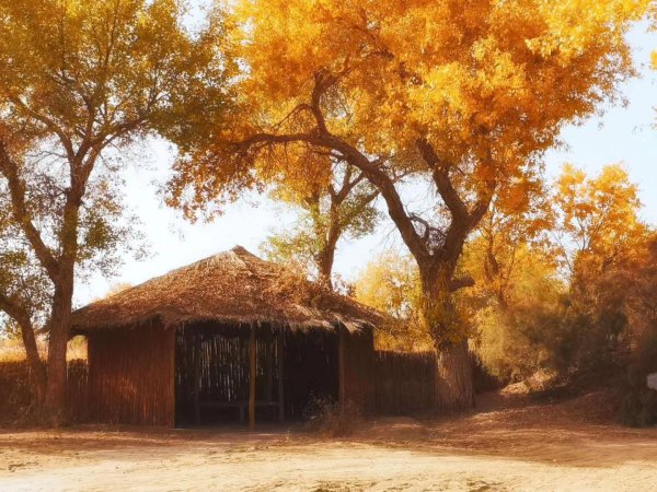 胡杨林主要分布在哪里