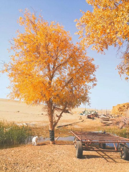 胡杨林主要分布在哪里