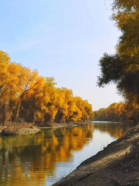 胡杨林主要分布在哪里