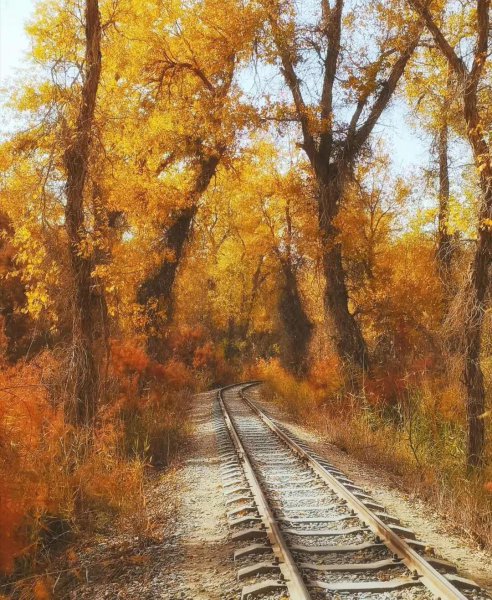 胡杨林主要分布在哪里