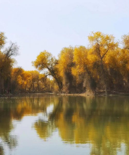 胡杨林主要分布在哪里