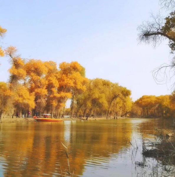 胡杨林主要分布在哪里