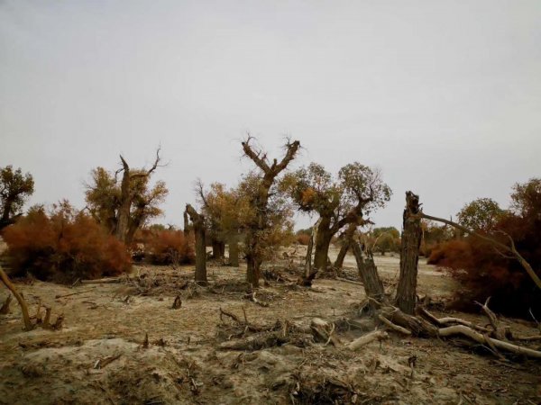 胡杨林主要分布在哪里