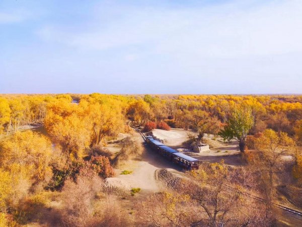 胡杨林主要分布在哪里