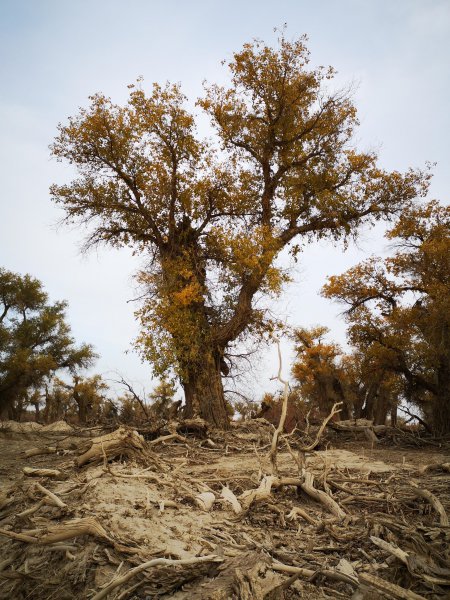 胡杨林主要分布在哪里