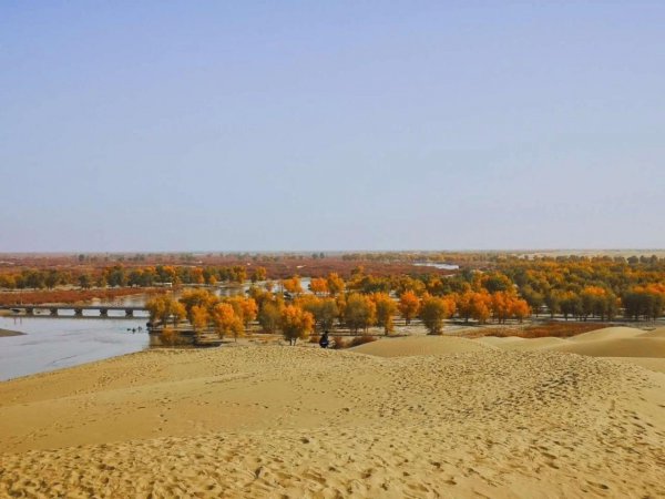 胡杨林主要分布在哪里