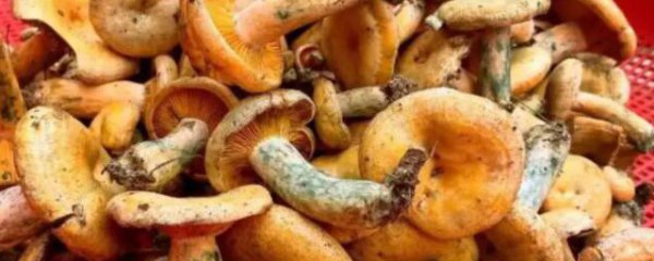 新鲜枞菌怎么保存