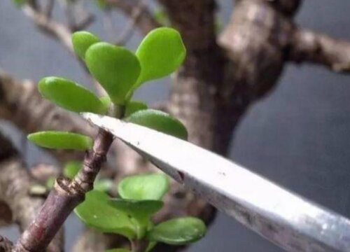 怎样修剪玉树盆景好看