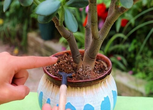 怎样修剪玉树盆景好看