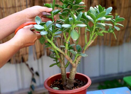 怎样修剪玉树盆景好看