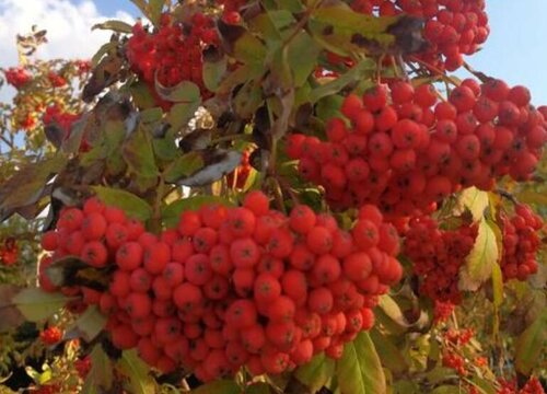 花楸树果实能吃吗