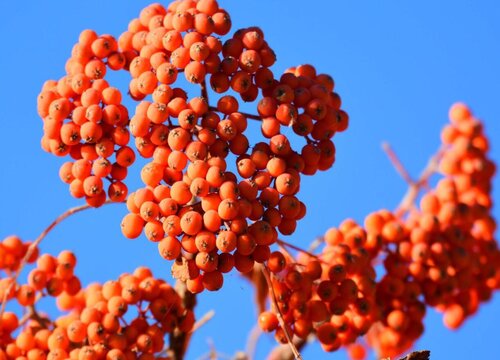 花楸树果实能吃吗