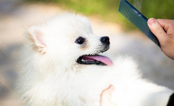 博美认主人的标准有哪些