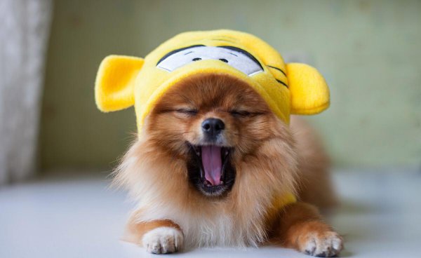 博美认主人的标准有哪些