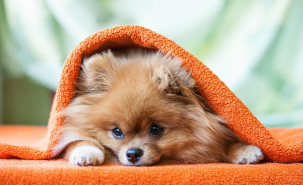 博美认主人的标准有哪些