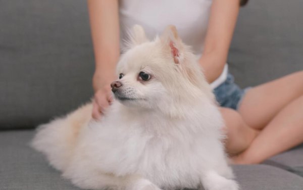 博美认主人的标准有哪些