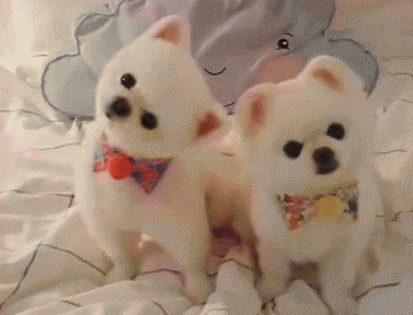 博美认主人的标准有哪些