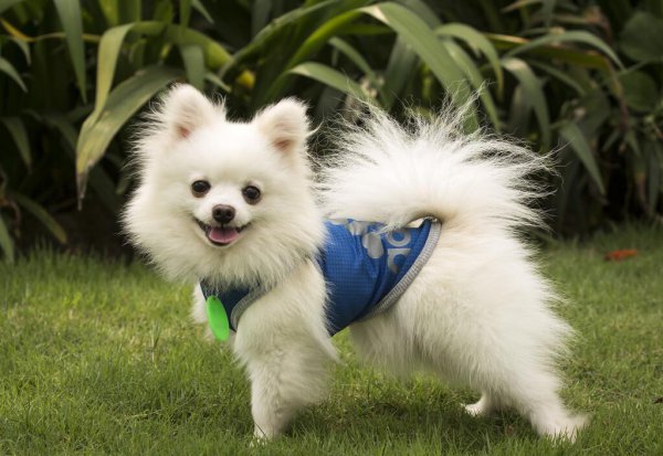 博美认主人的标准有哪些