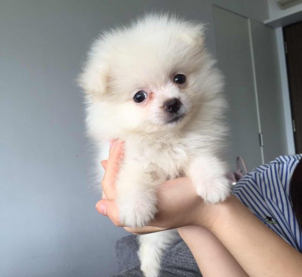 博美认主人的标准有哪些