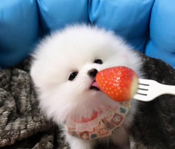 博美认主人的标准有哪些