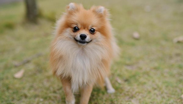 博美认主人的标准有哪些