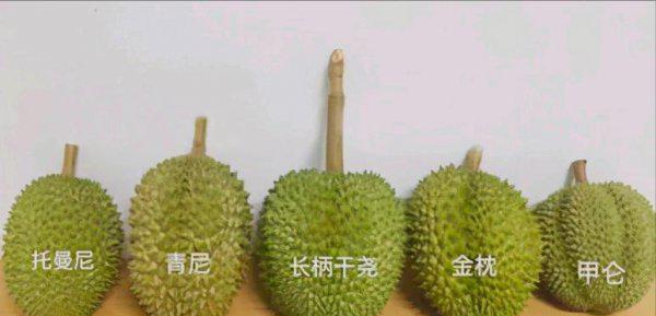 泰国甲伦榴莲介绍及图片