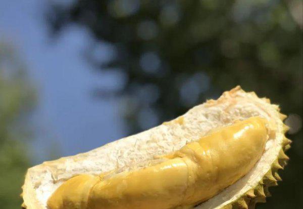 泰国甲伦榴莲介绍及图片